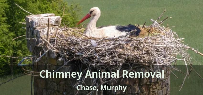 Chimney Animal Removal Chase, Murphy - TX