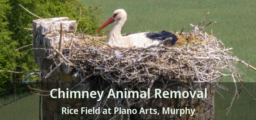 Chimney Animal Removal Rice Field at Plano Arts, Murphy - TX