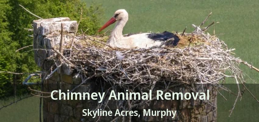 Chimney Animal Removal Skyline Acres, Murphy - TX