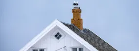 Chimney Nest Removal Murphy